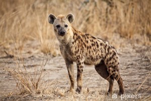 hyena.jpg